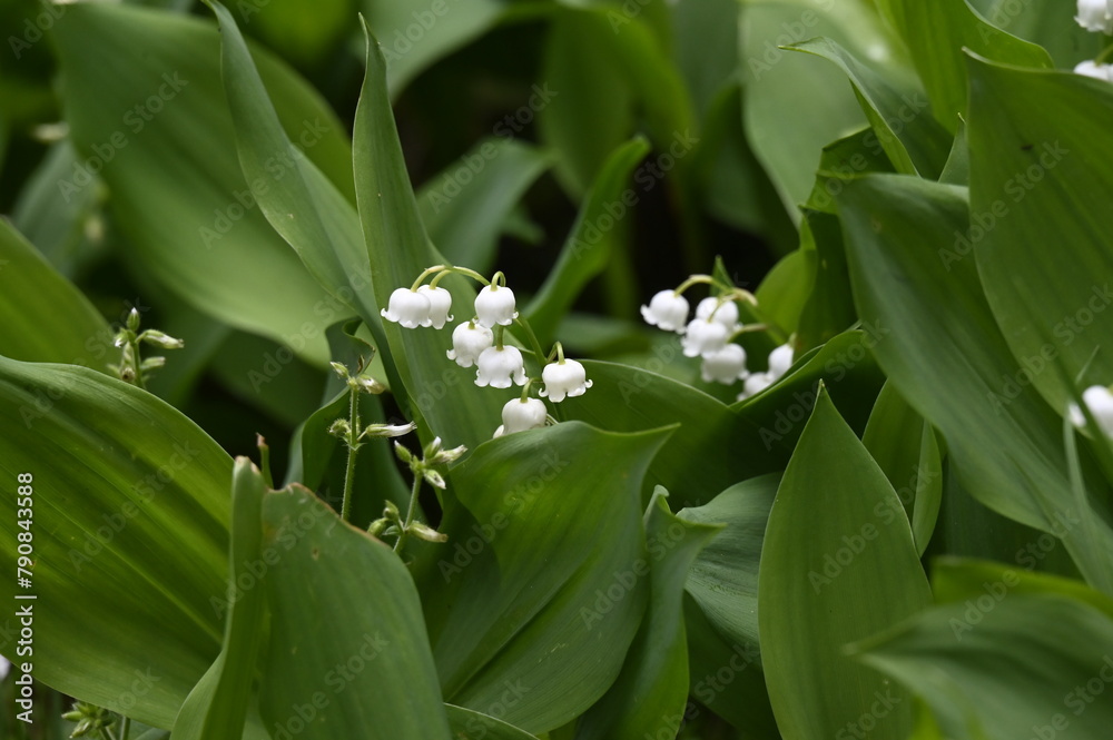 Obraz premium Muguets du premier mai