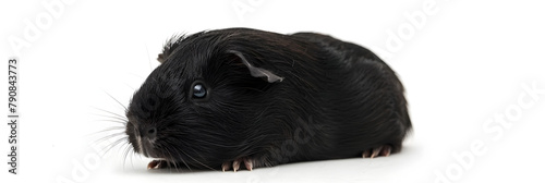 close up of a Black Guinea Pig on white background .
