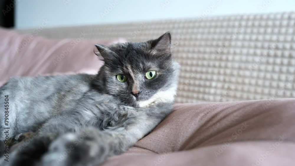 Domestic gray cat resting on the couch. Close-up of a cat. Yellow cat eyes, selective focus Domestic gray cat resting on the couch. Close-up of a cat. Yellow cat eyes, selective focus