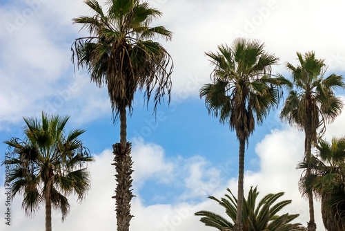 Palm trees against blue sky.