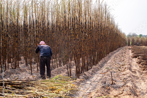 Workers are harvesting sugarcane from sugarcane plants that have had their leaves burned until only the tree remains, sugarcane burning, dust problem pm 2.5, copy space © ISENGARD