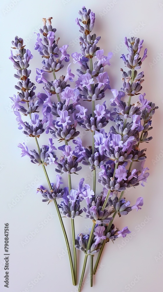 Obraz premium Flowers: A cluster of lavender flowers with their soothing fragrance