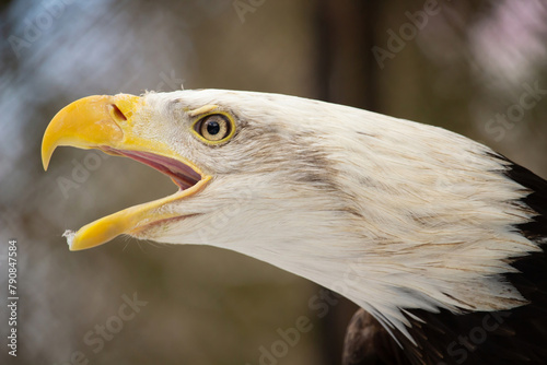 Portrait of an American female Bald Eagle. © Dead Tree World