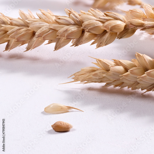 Ravvicinato di spighe di grano su sfondo bianco