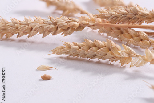 Spighe di grano su sfondo bianco