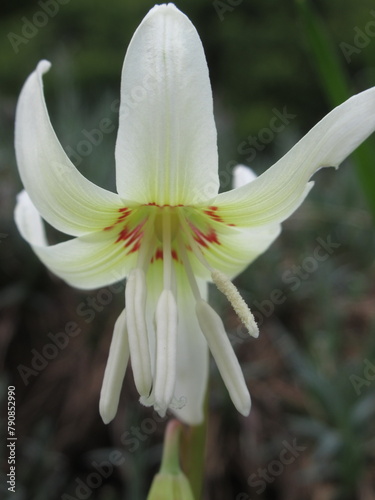 Kremowy kwiat rośliny z gatunku Erythronium Psiząb