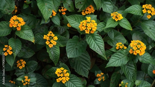 Lantana camara belongs to the verbenaceae family and is a type of blooming plant photo