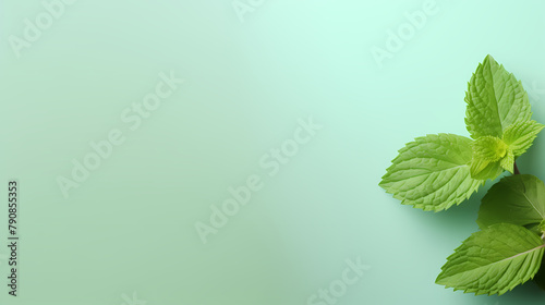 Mint leaves on light green background with copy space