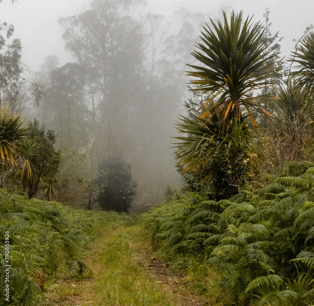 Naklejka premium Tropical plants in the fog in the park on San Miguel, Azores. 