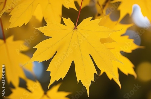 Yellow autumn maple leaves on the branches. Autumn background.