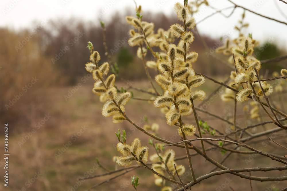 Spring. Yellow blooming willow (salix alba) on the shore of the reservoir. Spring. Yellow blooming willow (salix alba) on the shore of the reservoir.