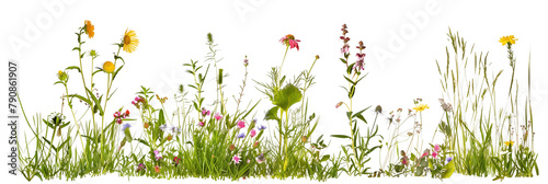 set of wildflower meadows, each bursting with native species from different regions, isolated on transparent background