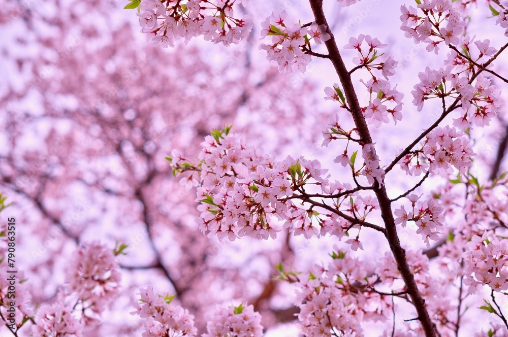 弘前の４月に咲く染井吉野のサクラの花