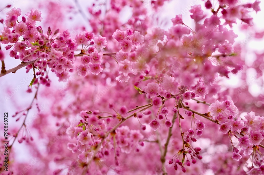 弘前の４月に咲くサクラの花