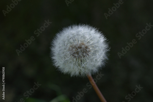 Dandelion seed pod