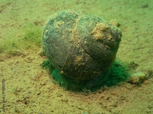 Chinese Mystery Snail