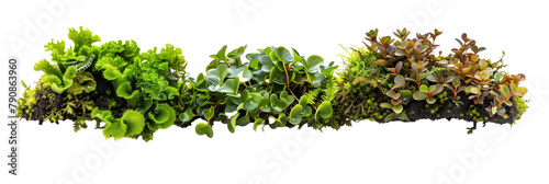 set of liverworts, intricate and lesser-known ground covers, thriving in moist, shady environments, isolated on transparent background
