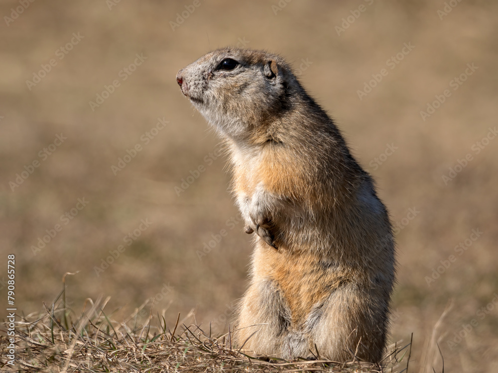 A prairie dog is standing on its hind legs on a grassy field. A prairie dog is standing on its hind legs on a grassy field.