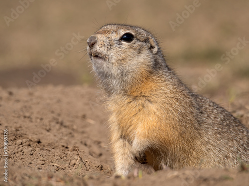 A prairie dog is looking at a camera on a grassy field. © vadim