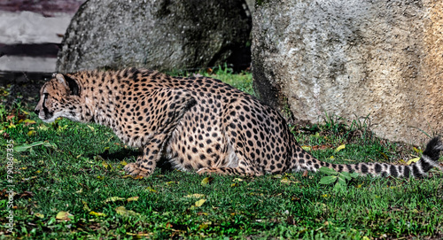 Foto Cheetah preparing to jump. Latin name - Acinonyx jubatus