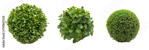 set of English boxwood, shaped into topiaries, showcasing precision garden art, isolated on transparent background photo