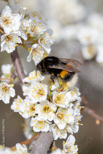 bumblebee in plum blossoms