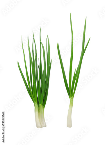 Scallions  young green onion isolated on white background 