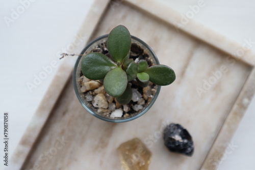 Houseplant Crassula Ovata on the table top view close up.