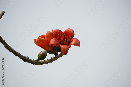 Close-up of red Bombax ceiba flowers blooming on a tree