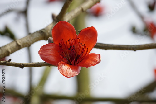 Close-up of red Bombax ceiba flowers blooming on a tree photo