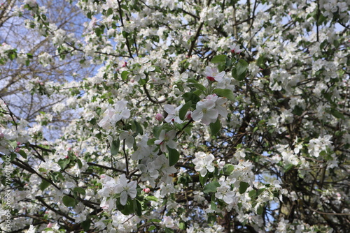 Blooming Branches of apple tree at spring close up.