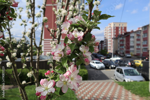 Blooming branches of apple tree close up. Spring landscape in the city. Spring street.