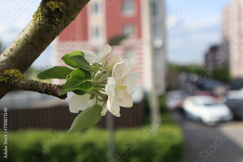 Blooming branches of apple tree close up. Spring landscape in the city. Spring street.