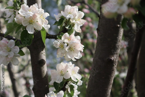 Blooming Branches of apple tree at spring close up.