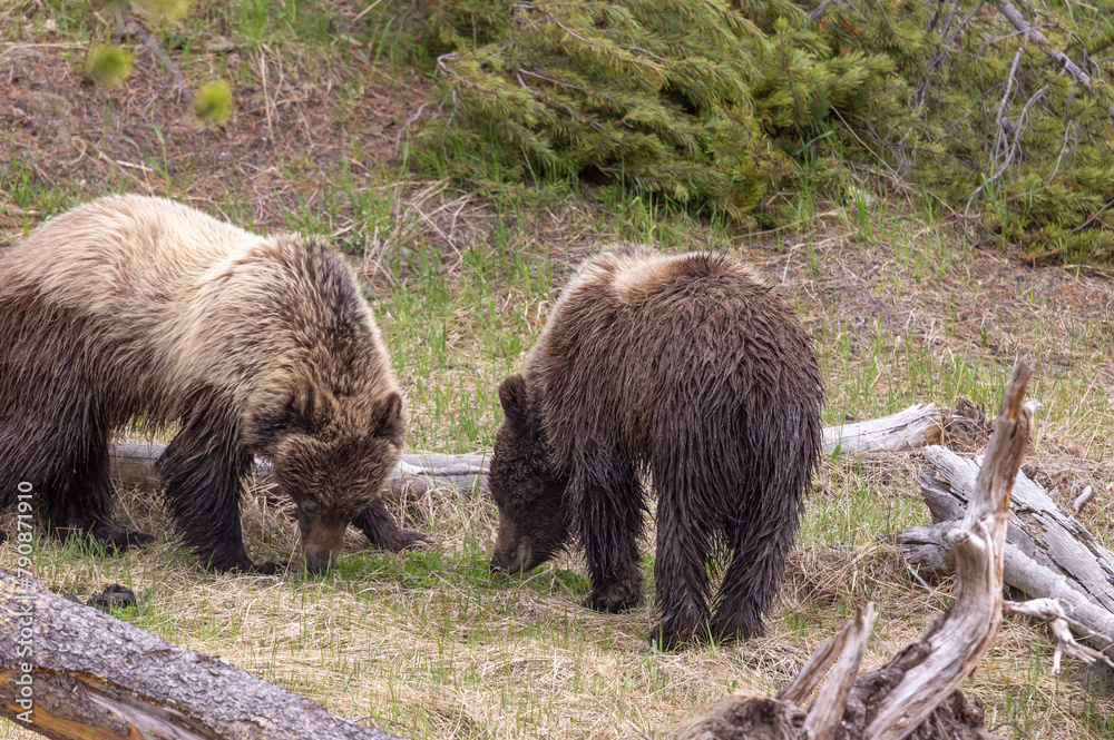 Grizzly Bears in Springtime in Yellowstone National Park Wyoming Grizzly Bears in Springtime in Yellowstone National Park Wyoming