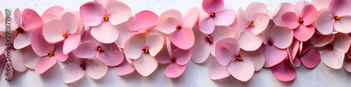 Pink petals of tulips or roses flowers top view isolated on a white background. 