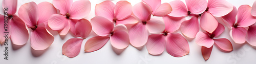 Pink petals of tulips or roses flowers top view isolated on a white background. 