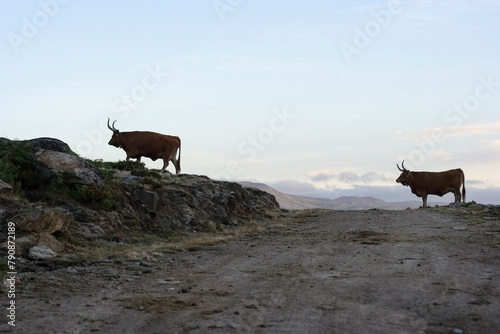 Backlit mountain cattle
