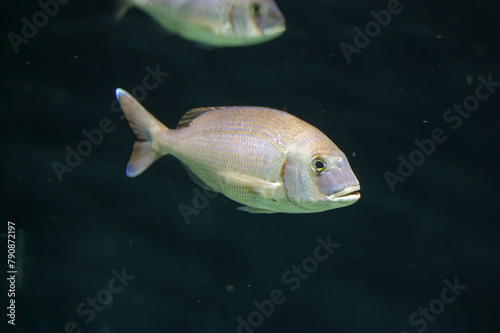 Seabream passing by