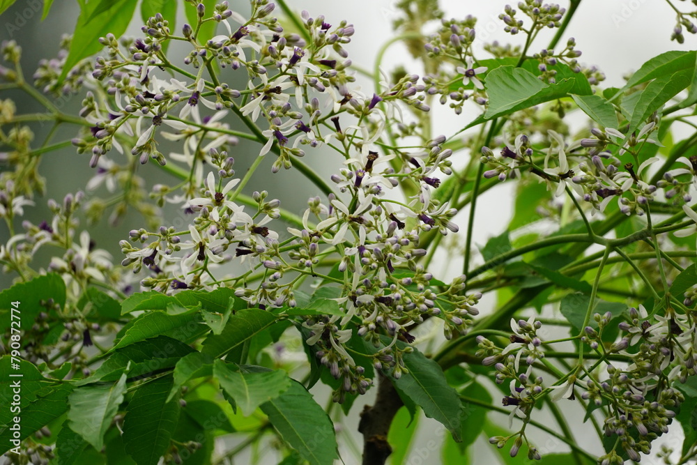 Close-up of Melia azedarach flower blooming on a tree Close-up of Melia azedarach flower blooming on a tree