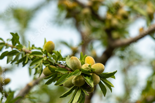 almond fruits on a tree in spring