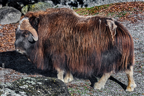 Musk-ox on the lawn. Latin name - Ovibos moschatus	 photo