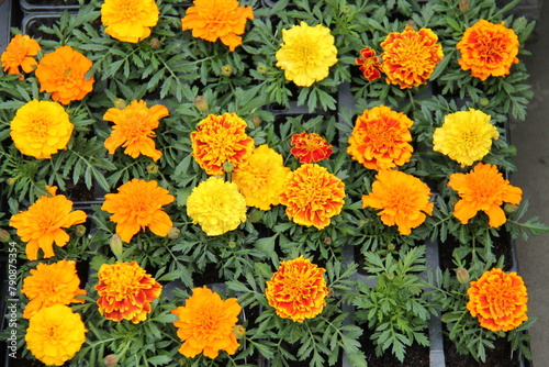 A Retail Display of Flowering French Marigold Plants.