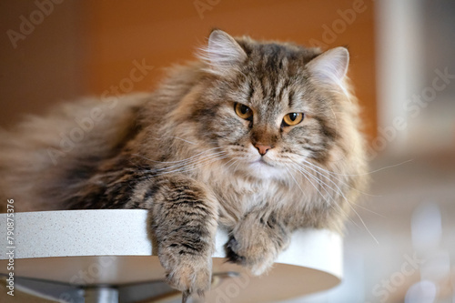 Siberian Cat Portrait With Yellow Eyes. Selective Focus.