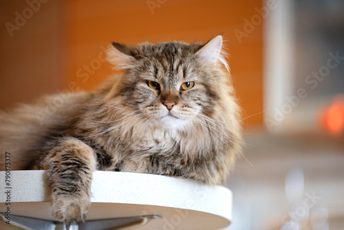 Siberian Cat Portrait With Yellow Eyes. Selective Focus.