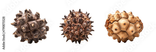 set of chinquapin, showcasing their thick, spiny burs and edible nuts, isolated on transparent background photo