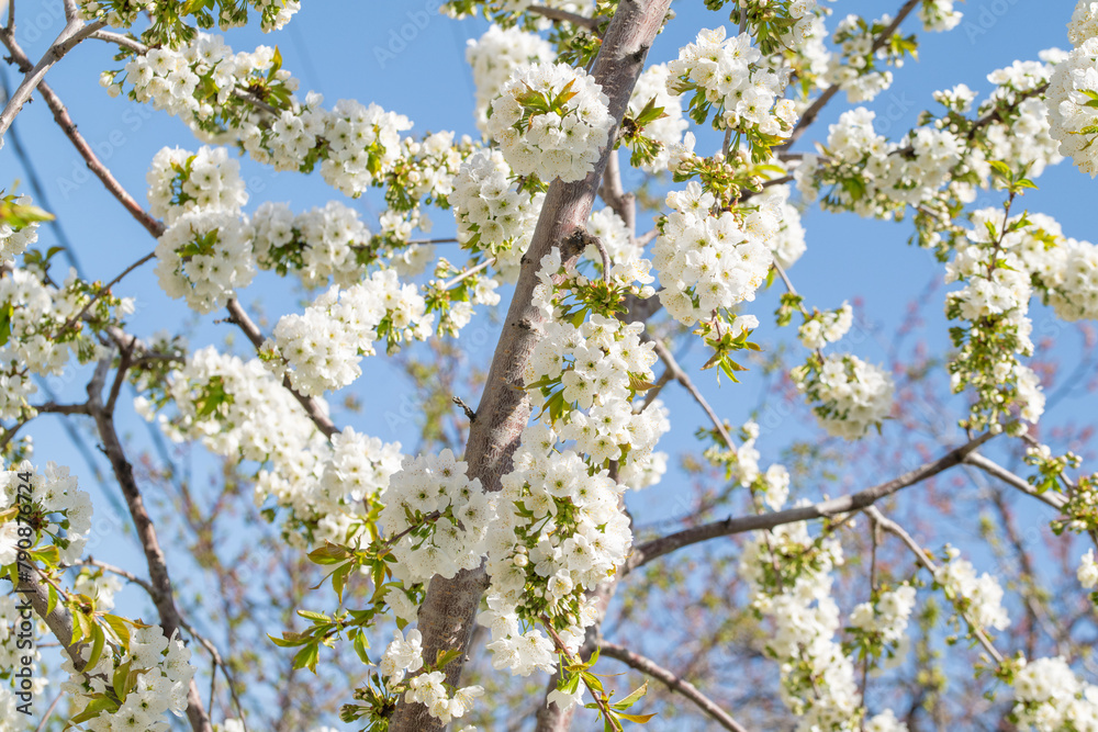 blooming tree blooming tree