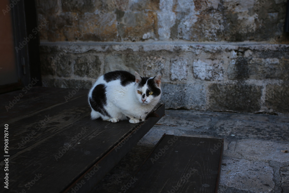 black and white cat in dubrovnik 