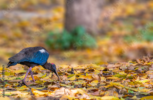A Red Naped Ibis