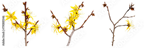 set of hazel plants, with yellow flowers in bloom, isolated on transparent background